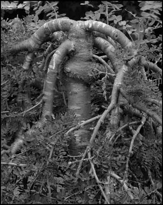 Ben Altman Art/Photographs: Inside Out: An Expatriate's Views/12